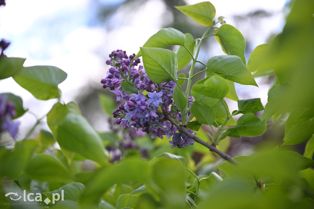Spóźniona wiosna nadrabia czas w parku