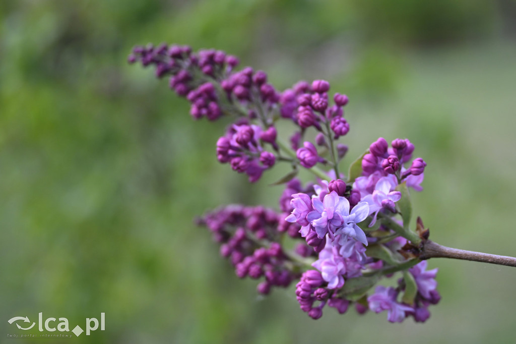 Spóźniona wiosna nadrabia czas w parku