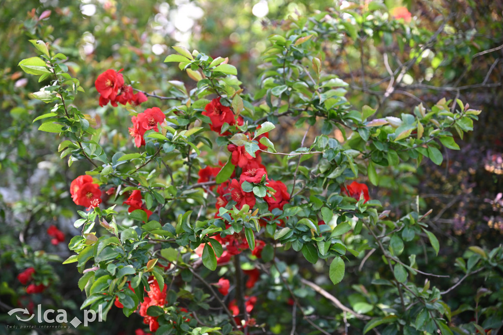 Spóźniona wiosna nadrabia czas w parku