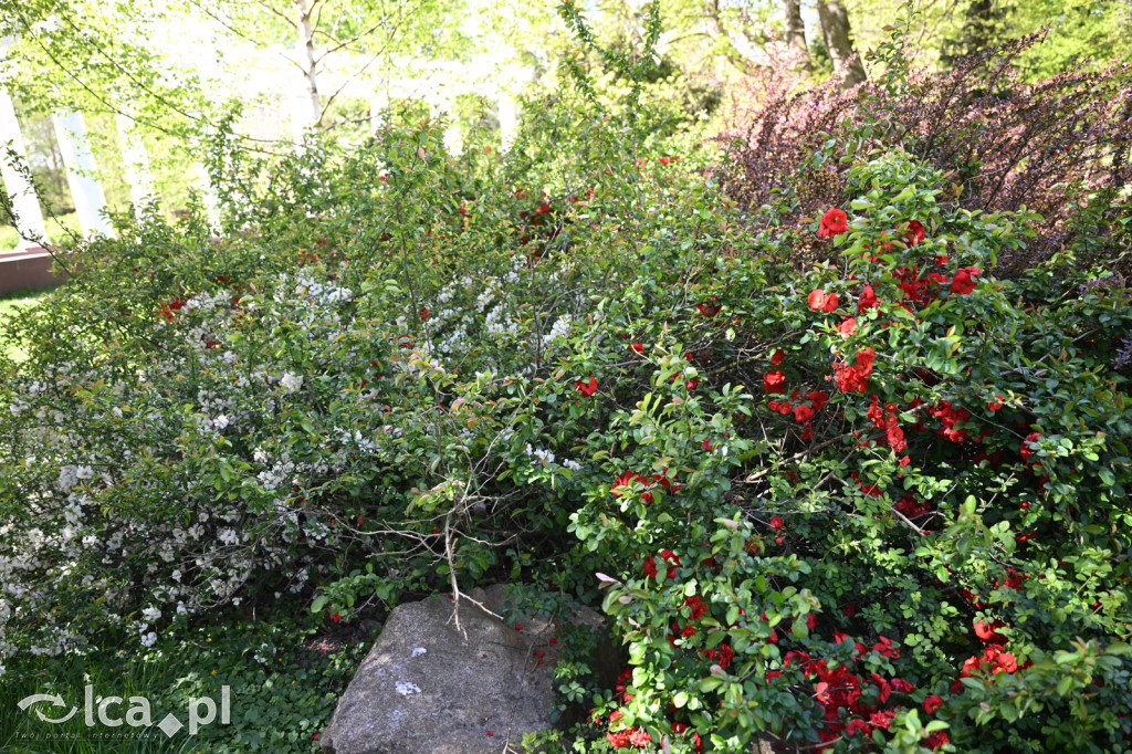 Spóźniona wiosna nadrabia czas w parku