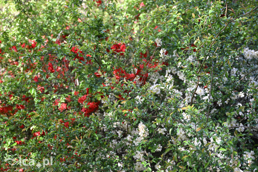 Spóźniona wiosna nadrabia czas w parku