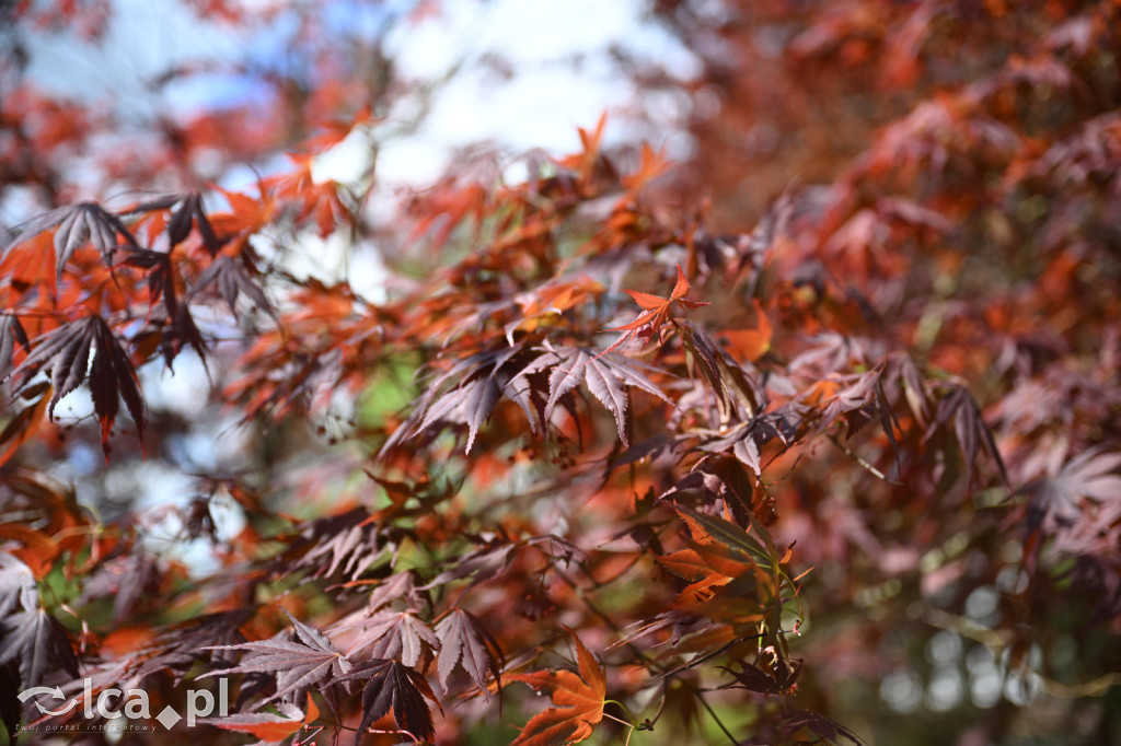 Spóźniona wiosna nadrabia czas w parku