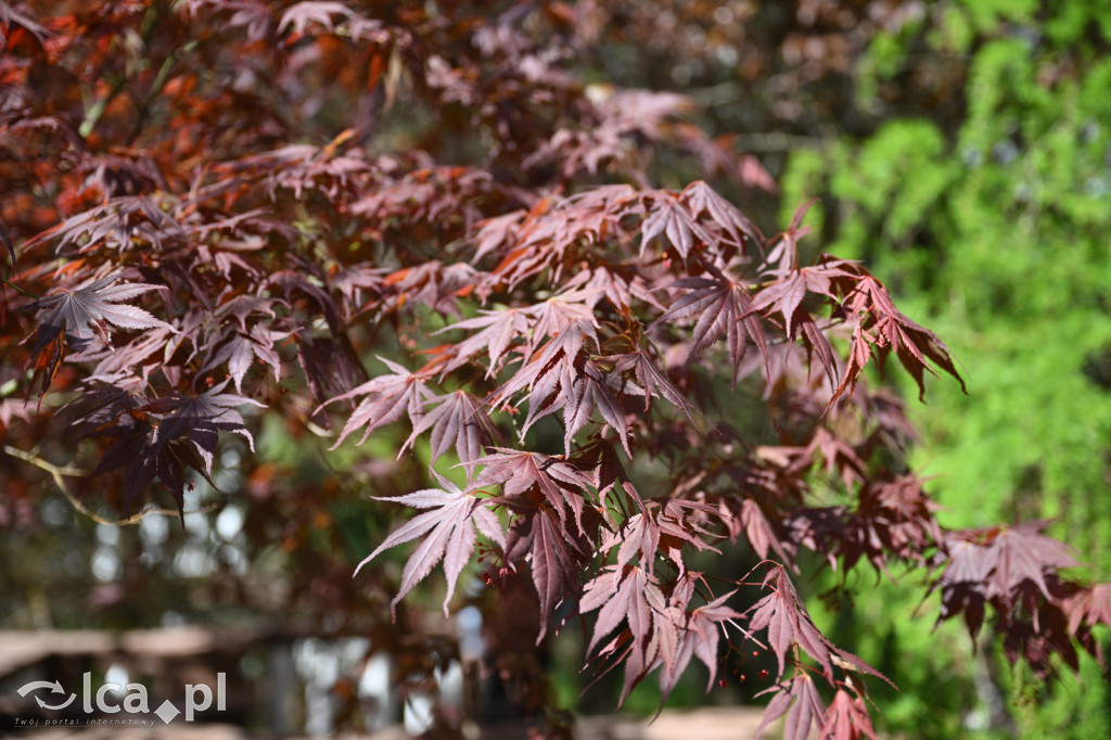 Spóźniona wiosna nadrabia czas w parku