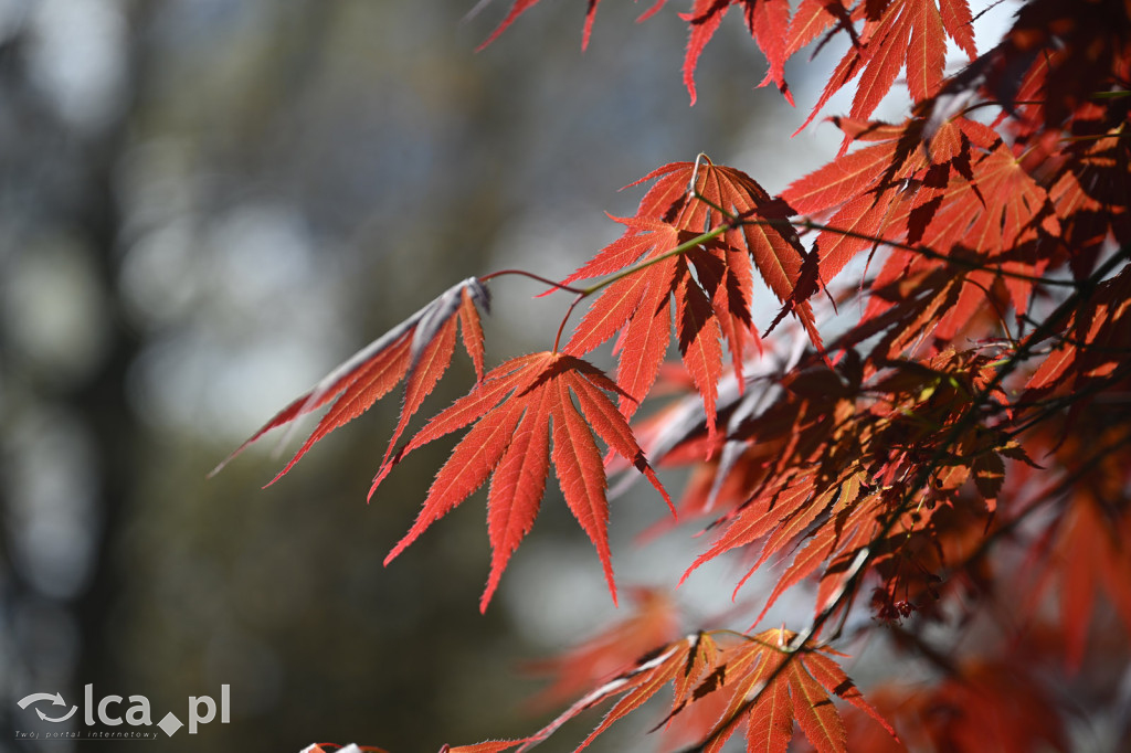 Spóźniona wiosna nadrabia czas w parku