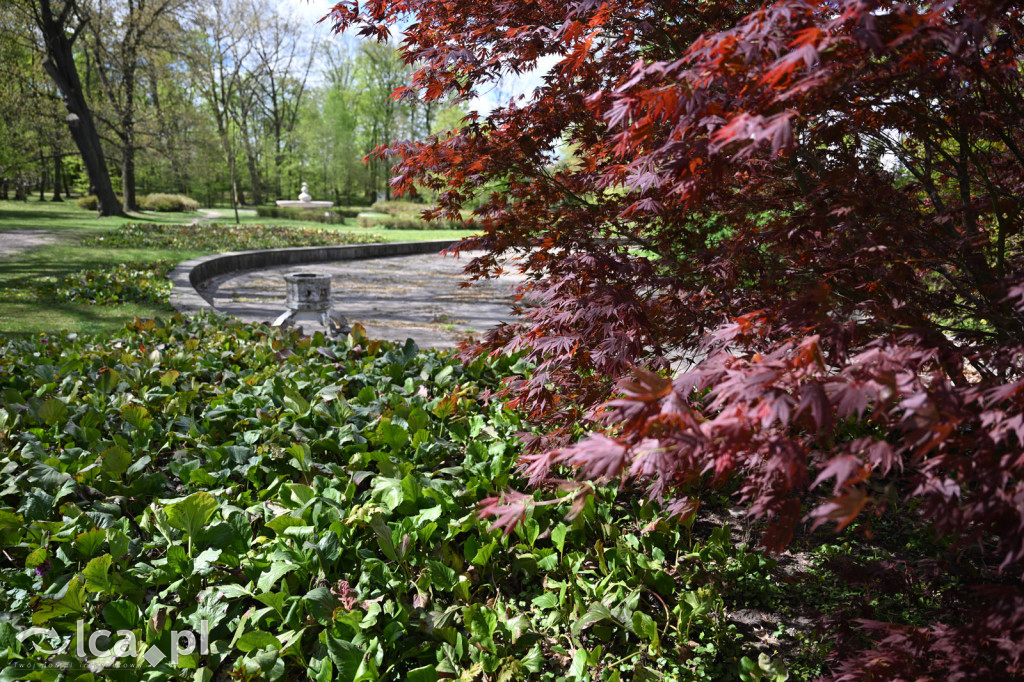 Spóźniona wiosna nadrabia czas w parku