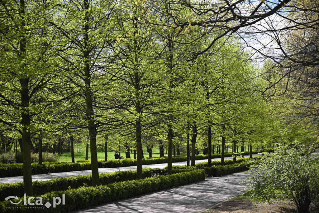 Spóźniona wiosna nadrabia czas w parku