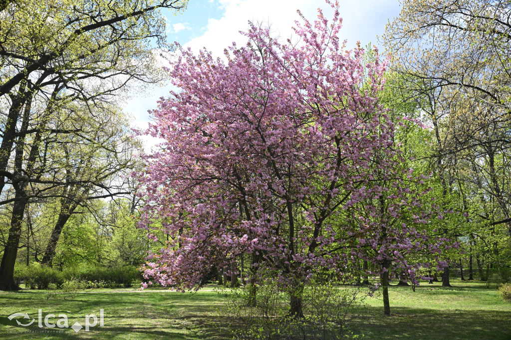 Spóźniona wiosna nadrabia czas w parku