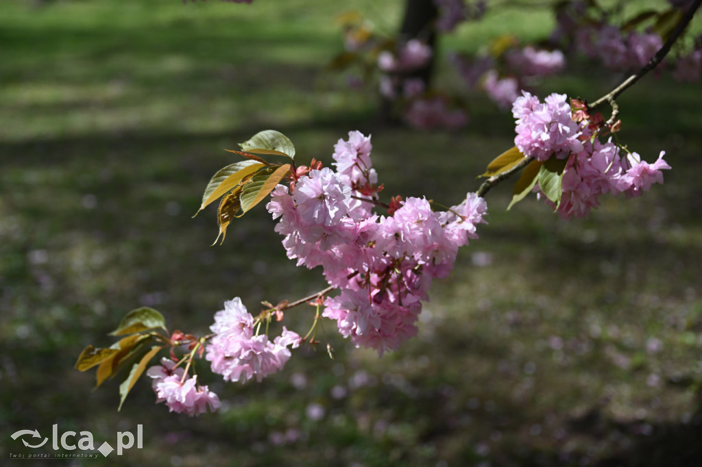 Spóźniona wiosna nadrabia czas w parku