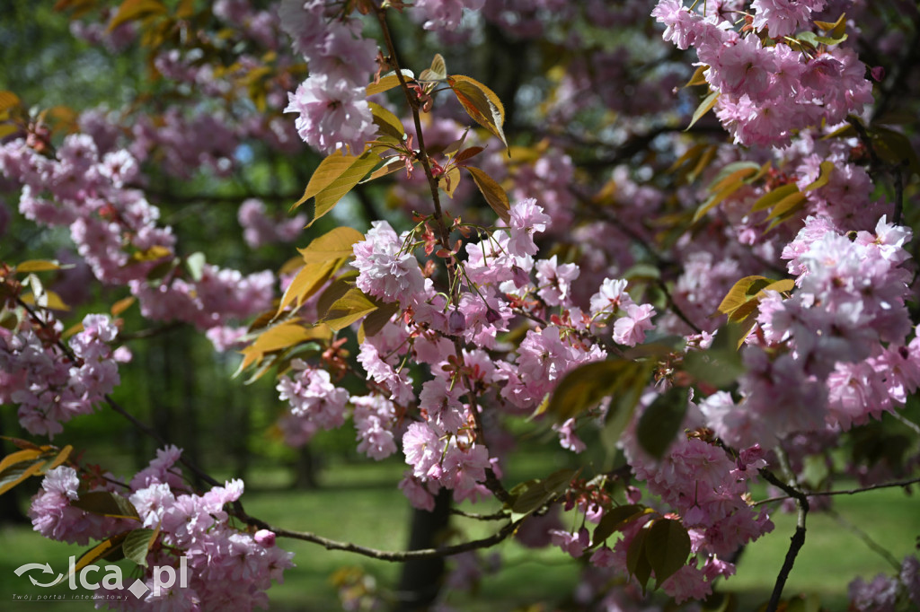Spóźniona wiosna nadrabia czas w parku