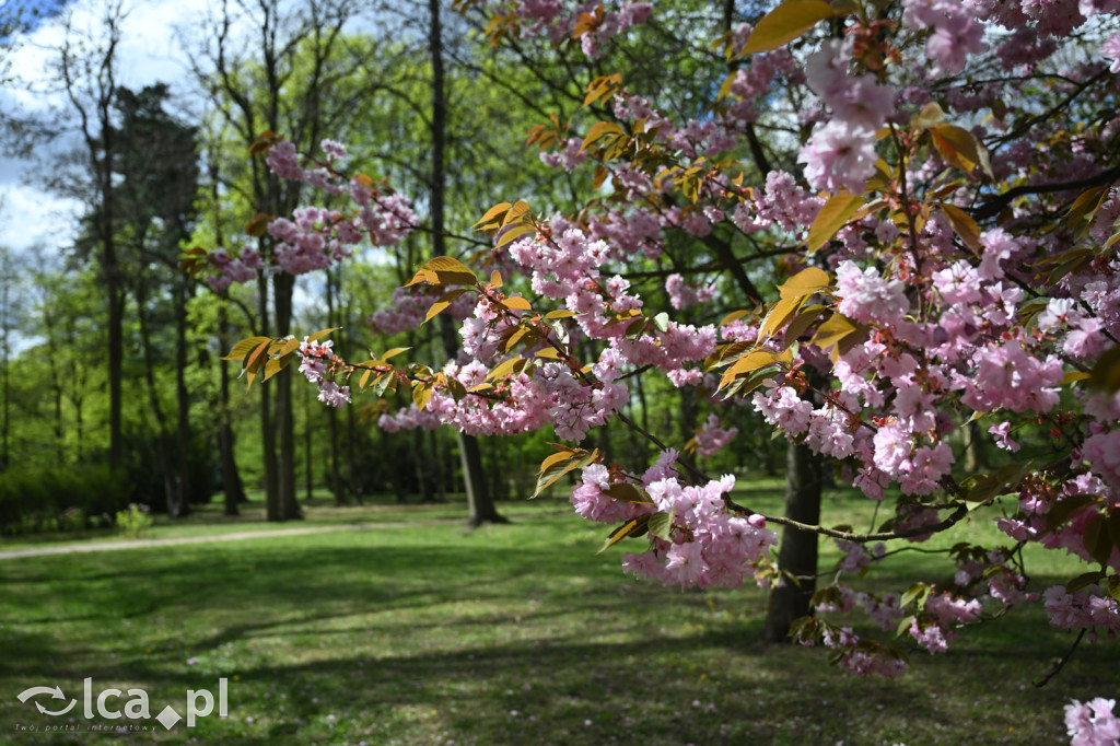 Spóźniona wiosna nadrabia czas w parku