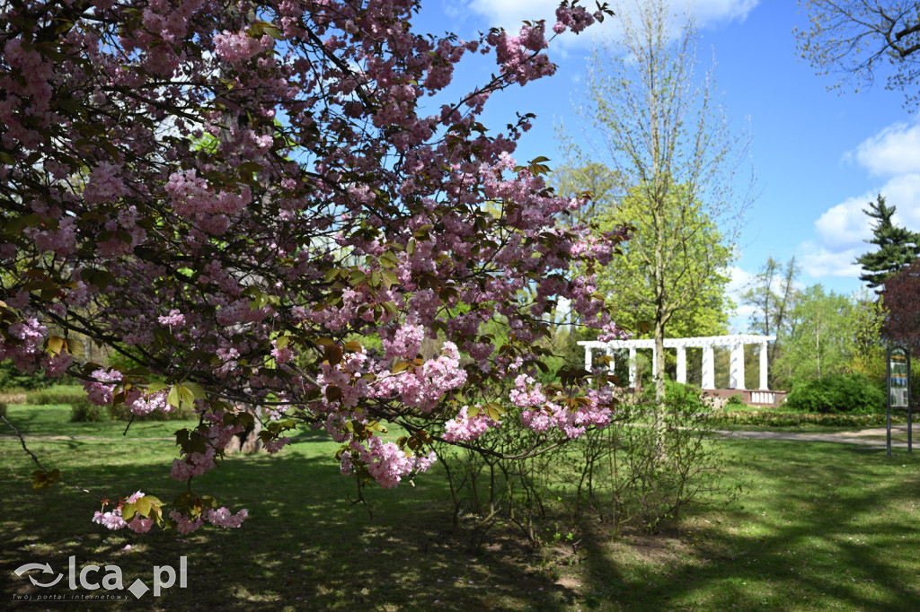 Spóźniona wiosna nadrabia czas w parku