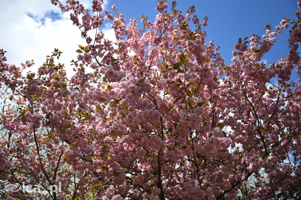 Spóźniona wiosna nadrabia czas w parku