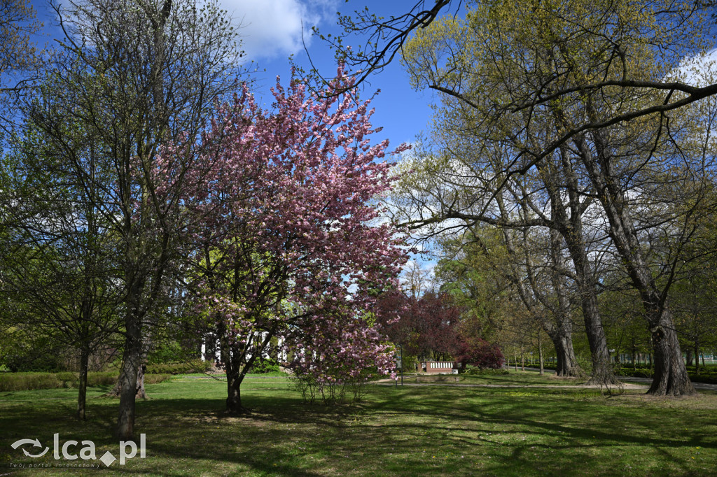 Spóźniona wiosna nadrabia czas w parku