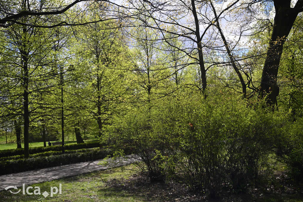 Spóźniona wiosna nadrabia czas w parku