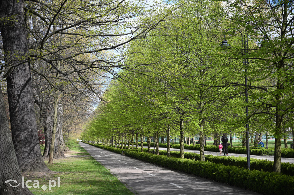 Spóźniona wiosna nadrabia czas w parku