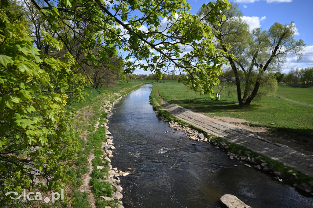 Spóźniona wiosna nadrabia czas w parku