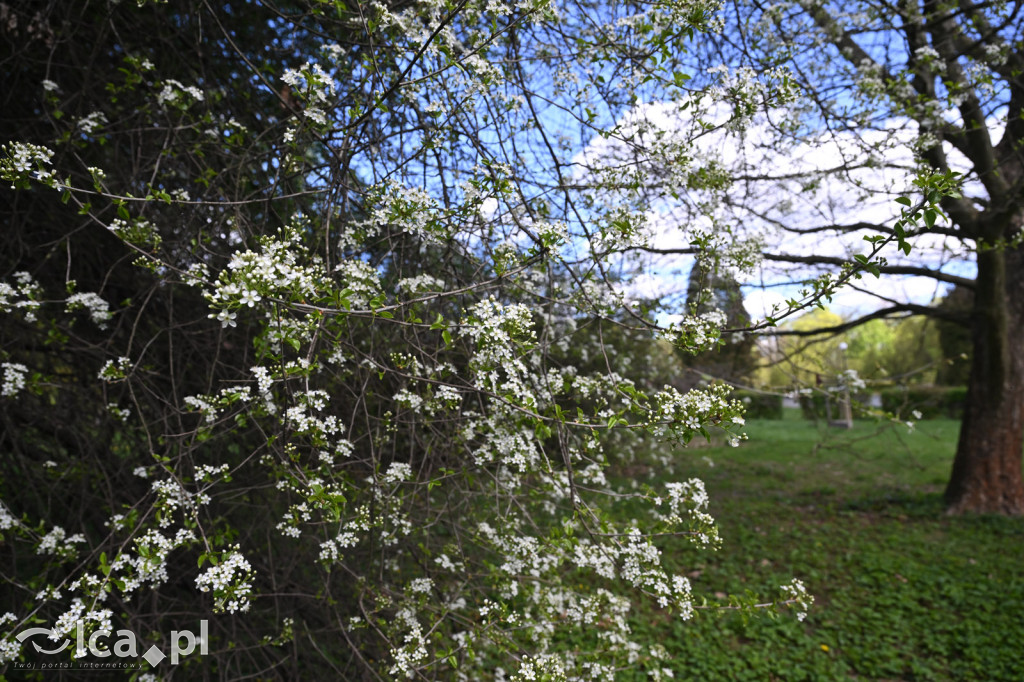 Spóźniona wiosna nadrabia czas w parku