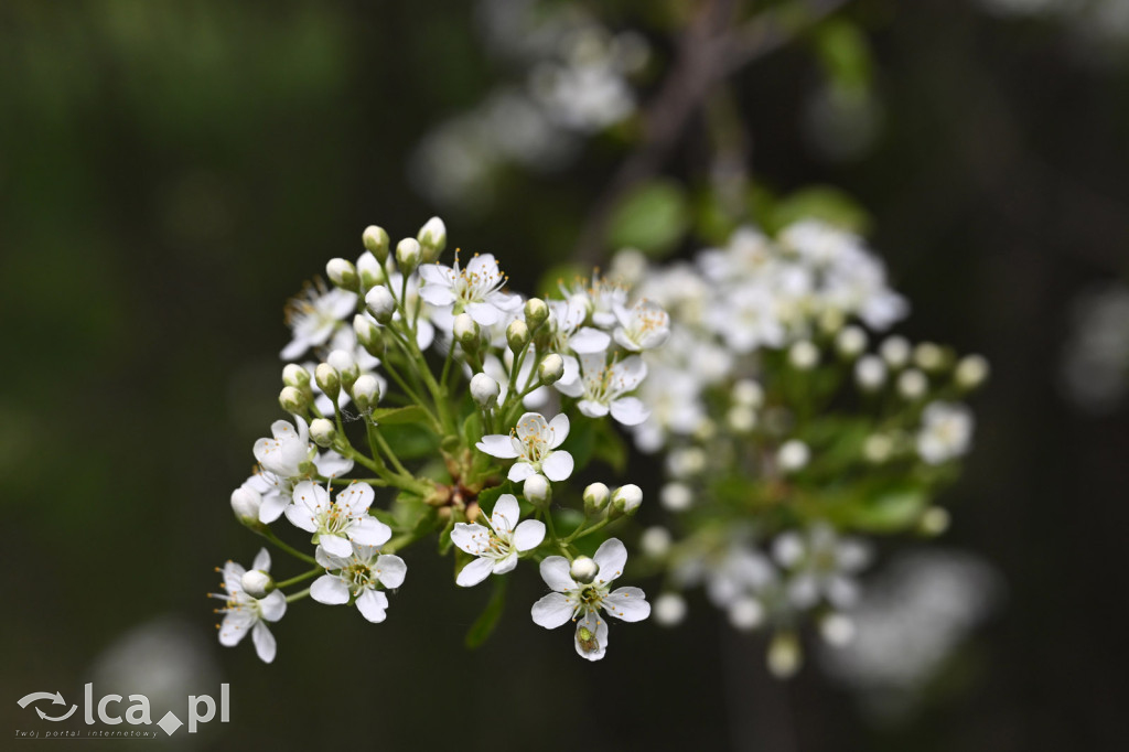 Spóźniona wiosna nadrabia czas w parku