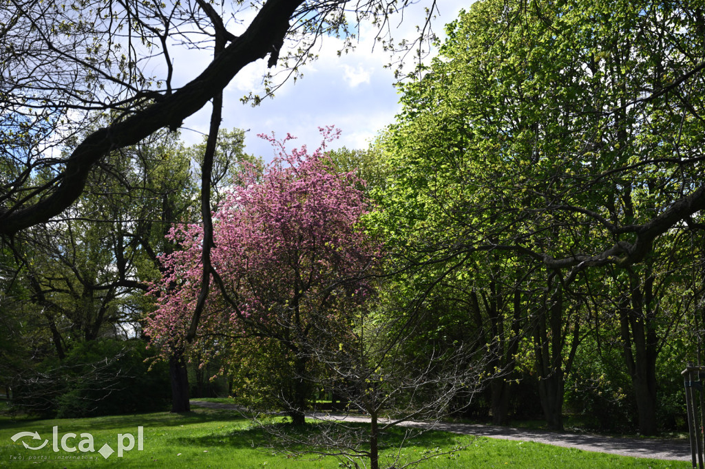 Spóźniona wiosna nadrabia czas w parku