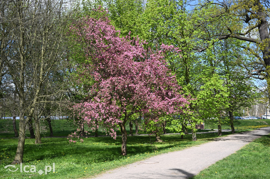 Spóźniona wiosna nadrabia czas w parku