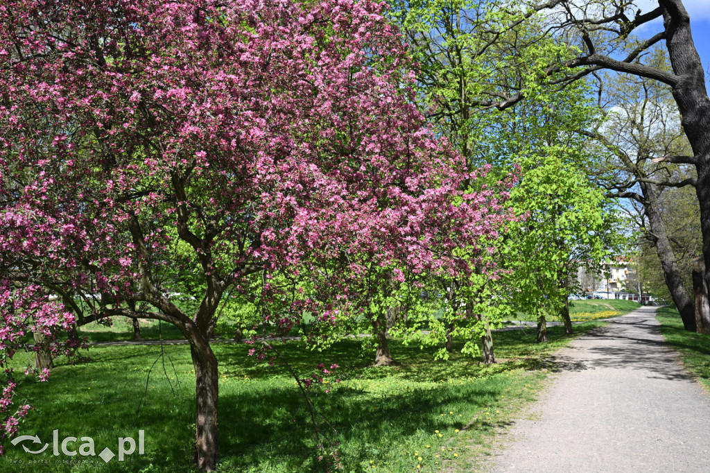 Spóźniona wiosna nadrabia czas w parku