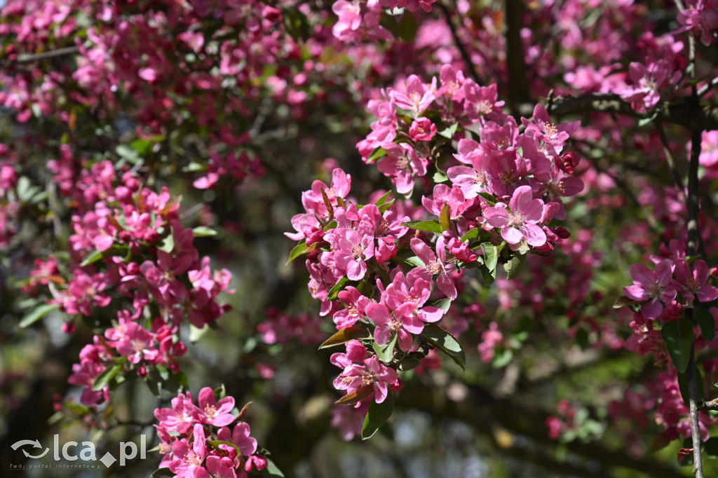 Spóźniona wiosna nadrabia czas w parku