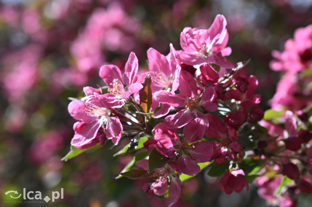 Spóźniona wiosna nadrabia czas w parku
