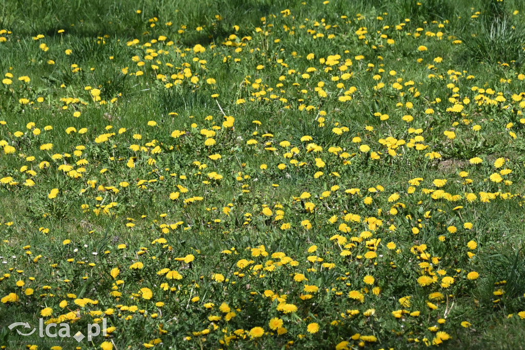 Spóźniona wiosna nadrabia czas w parku