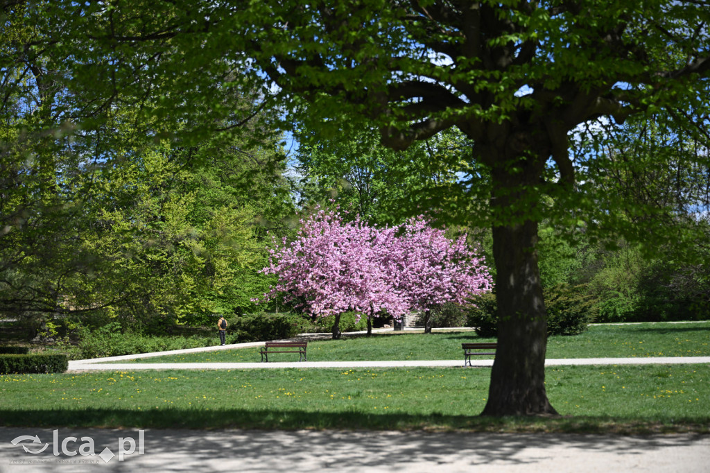 Spóźniona wiosna nadrabia czas w parku
