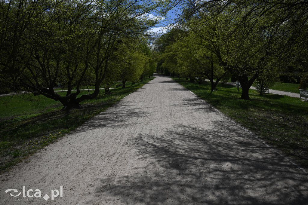 Spóźniona wiosna nadrabia czas w parku