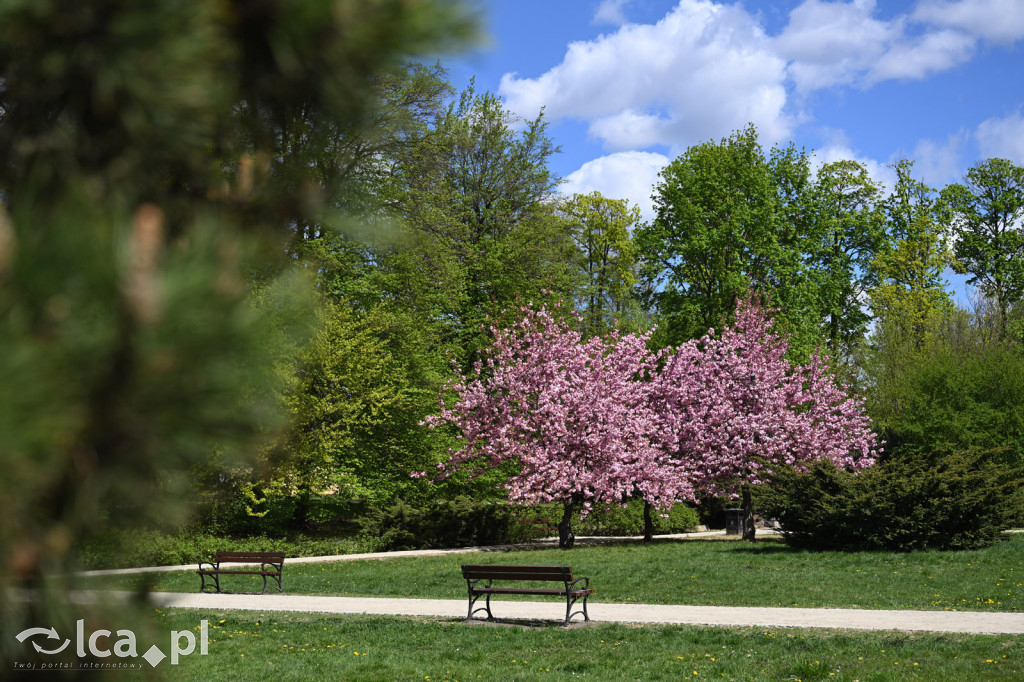 Spóźniona wiosna nadrabia czas w parku