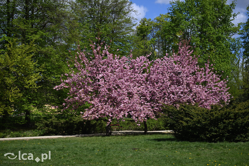 Spóźniona wiosna nadrabia czas w parku