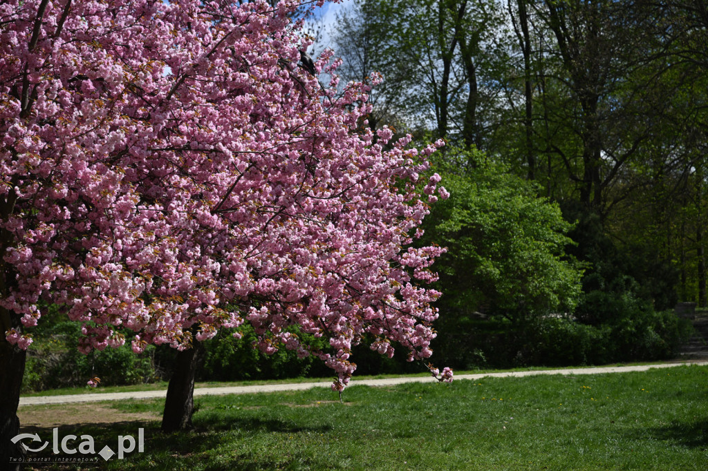 Spóźniona wiosna nadrabia czas w parku