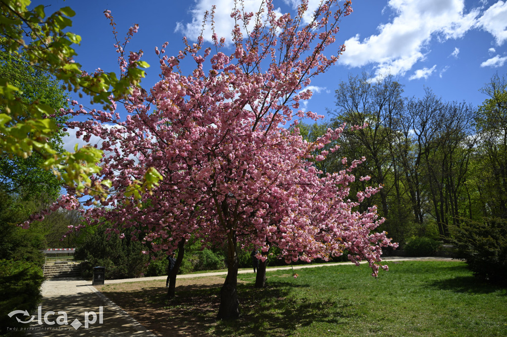 Spóźniona wiosna nadrabia czas w parku