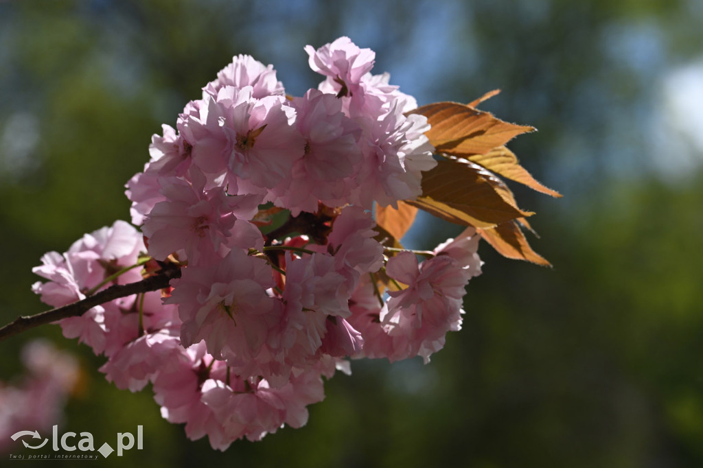 Spóźniona wiosna nadrabia czas w parku