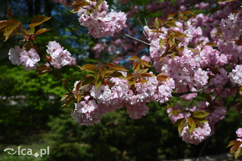 Spóźniona wiosna nadrabia czas w parku