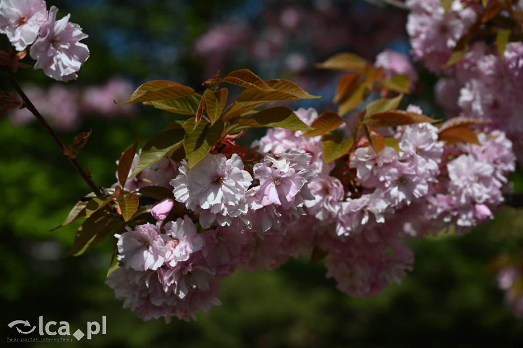 Spóźniona wiosna nadrabia czas w parku