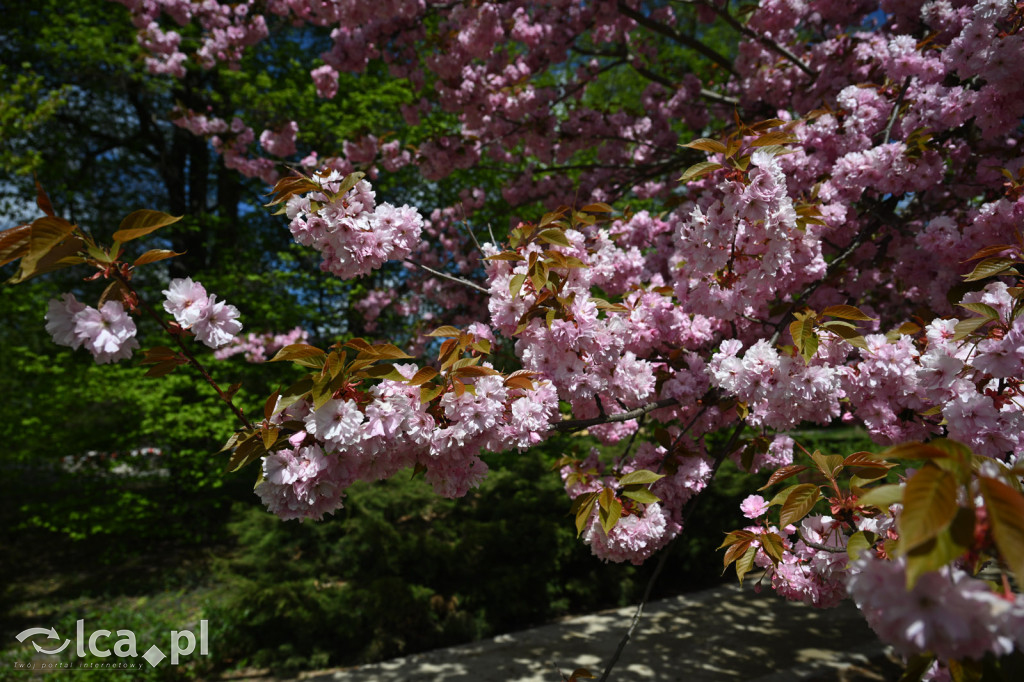 Spóźniona wiosna nadrabia czas w parku