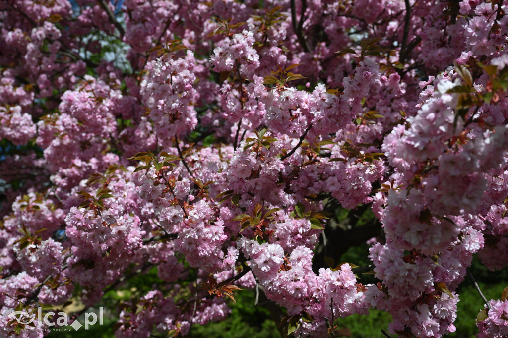 Spóźniona wiosna nadrabia czas w parku