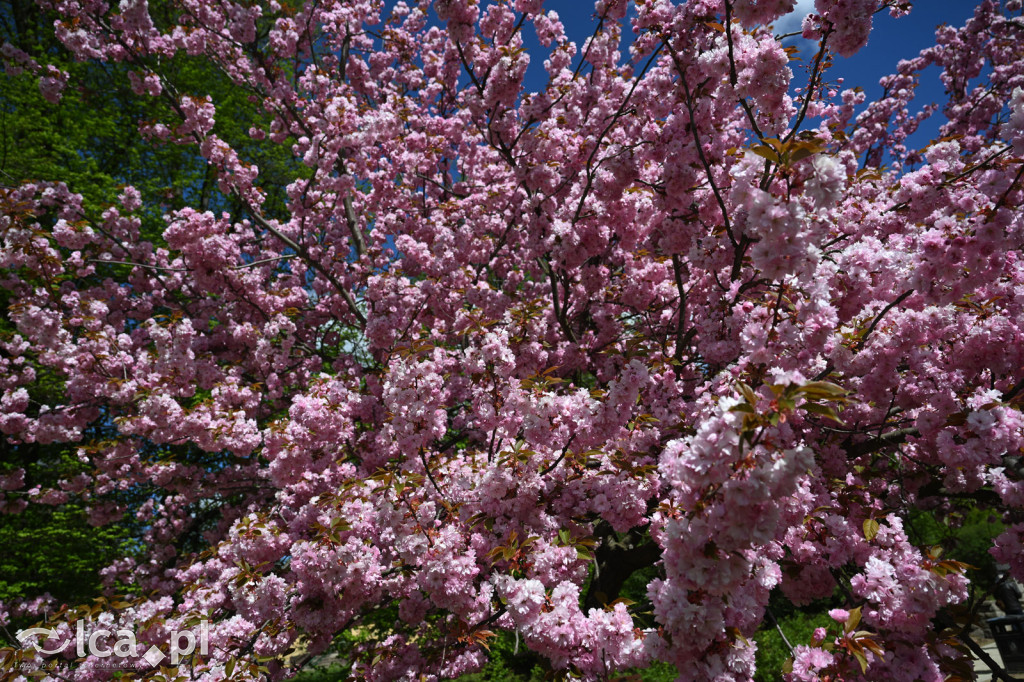 Spóźniona wiosna nadrabia czas w parku