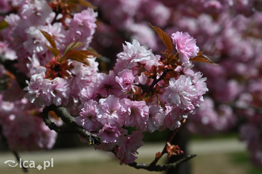 Spóźniona wiosna nadrabia czas w parku