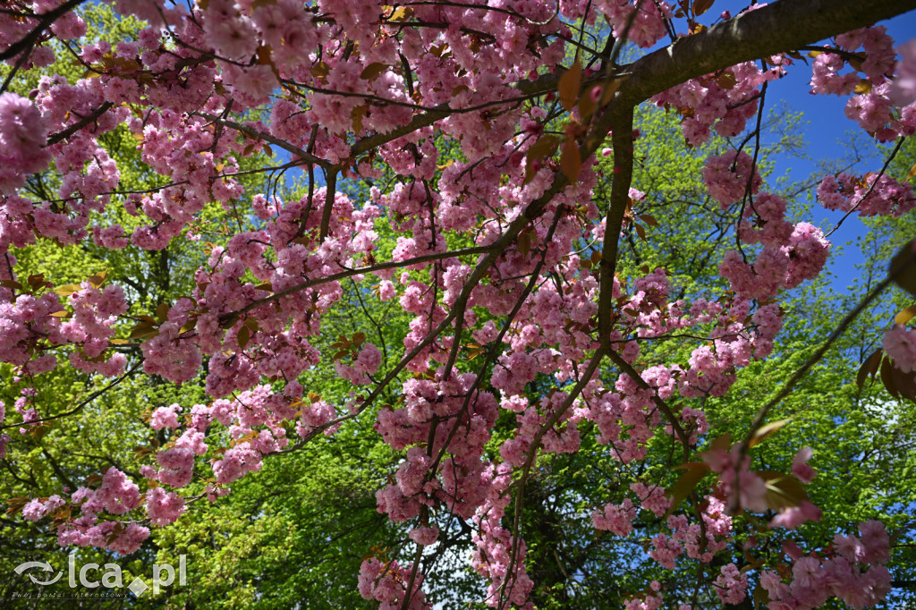 Spóźniona wiosna nadrabia czas w parku