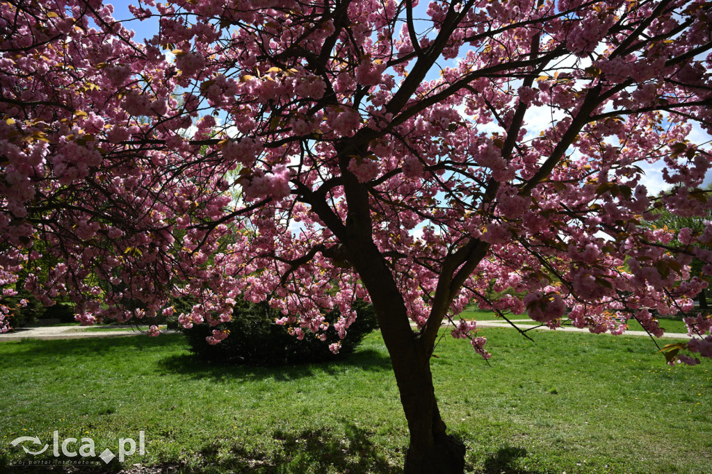 Spóźniona wiosna nadrabia czas w parku