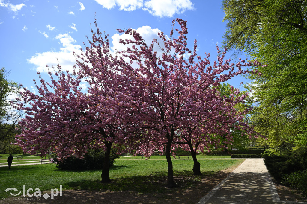 Spóźniona wiosna nadrabia czas w parku