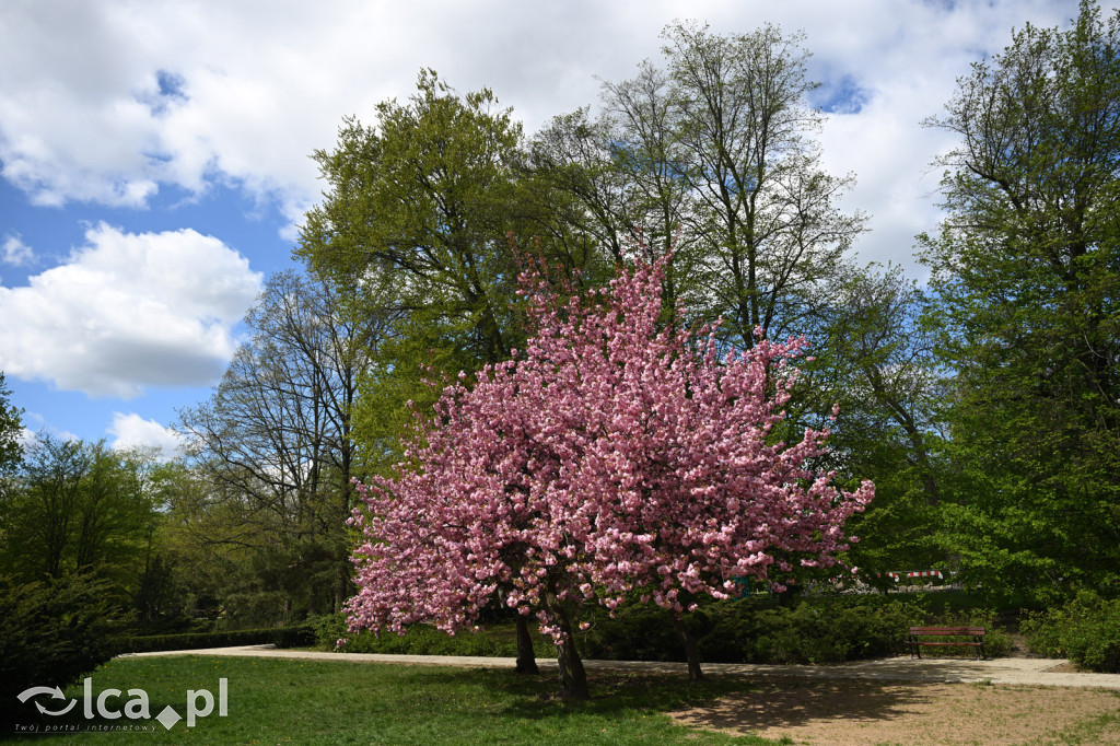 Spóźniona wiosna nadrabia czas w parku