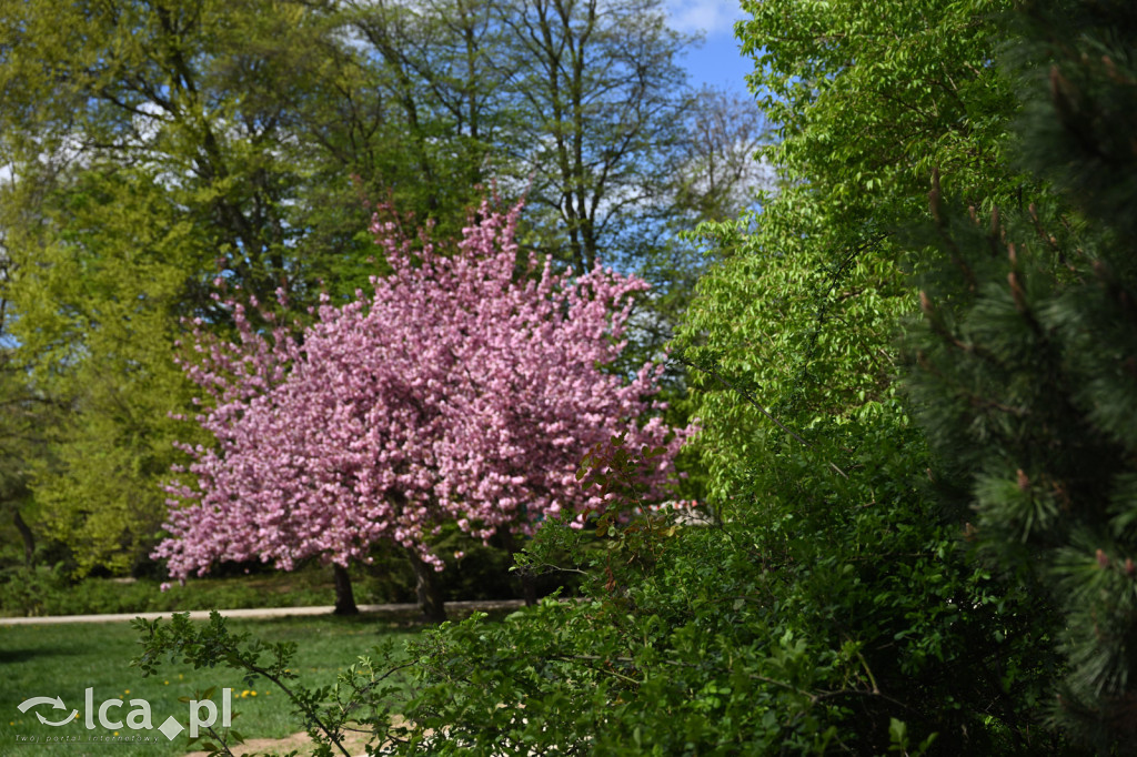 Spóźniona wiosna nadrabia czas w parku