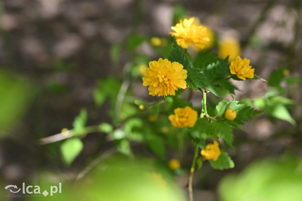 Spóźniona wiosna nadrabia czas w parku