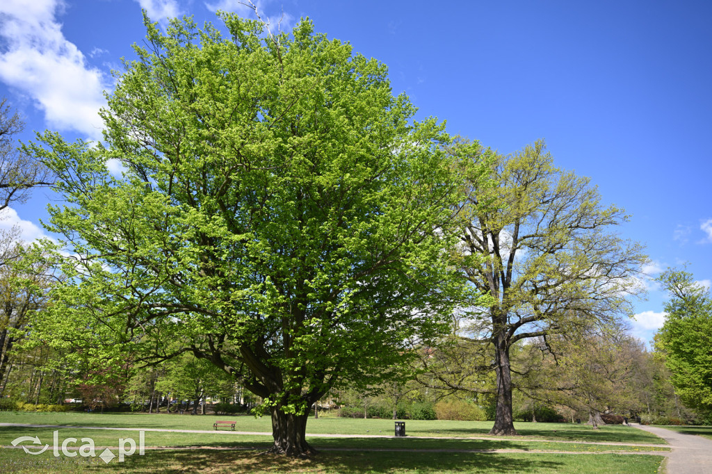 Spóźniona wiosna nadrabia czas w parku