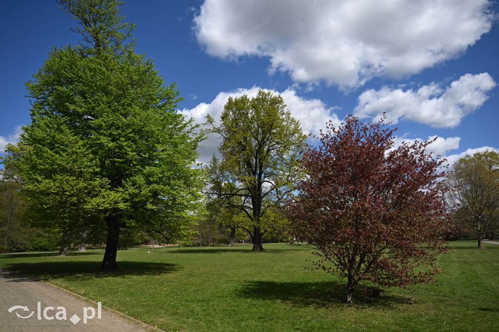 Spóźniona wiosna nadrabia czas w parku