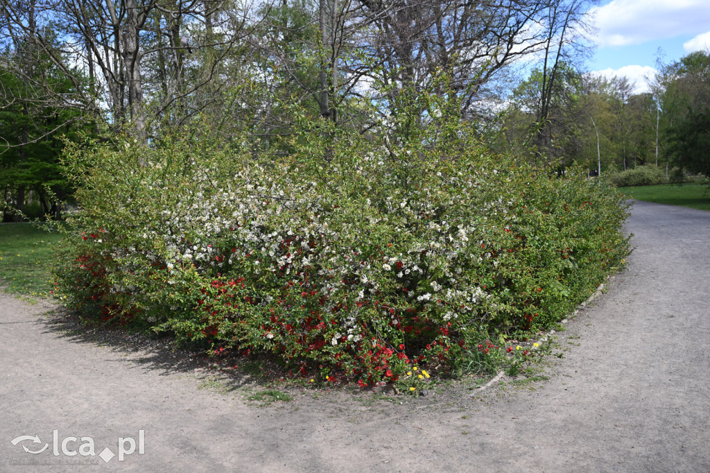 Spóźniona wiosna nadrabia czas w parku